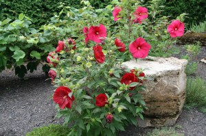 Hibiskus bylinowy (Hibiscus moscheutos) Sultry Kiss zdjęcie 6