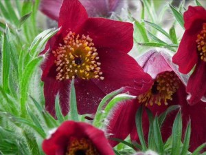 Sasanka (Pulsatilla) czerwona sadzonka zdjęcie 3