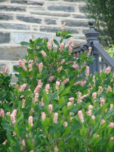Orszelina olcholistna (Clethra alnifolia) Pink Spire zdjęcie 5