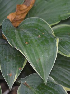 Funkia (Hosta) Poker zdjęcie 2