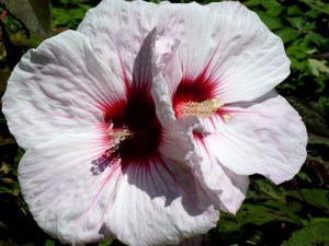 Hibiskus bylinowy (Hibiscus moscheutos) Kopper King zdjęcie 5