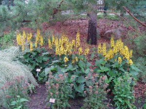 Języczka (Ligularia) Little Rocket 3