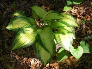 Funkia (Hosta) Sea Thunder zdjęcie 3