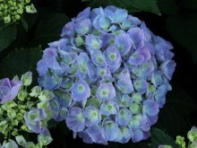 Hortensja ogrodowa niebieska (Hydrangea) Jip Blue c3 zdjęcie 2