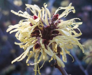 Oczar  żółty (Hamamelis) Pallida c4 zdjęcie 2