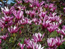 Magnolia purpurowa (Magnolia liliflora) Nigra zdjęcie 3