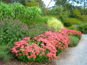 Rozchodnik karpacki (Sedum) Herbstfreude syn. Autumn Joy zdjęcie 4