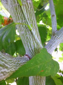Klon zielonokory (Acer tegmentosum) c3 zdjęcie 2