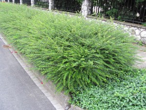 Suchodrzew chiński (Lonicera pileata) Moss Green zdjęcie 3