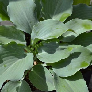 Funkia  (Hosta) Titanium zdjęcie 2