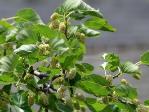 Morwa biała (Morus alba) zdjęcie 2