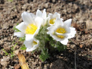 Sasanka (Pulsatilla) biała sadzonka zdjęcie 3