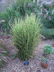 Miskant chiński (Miscanthus chinensis) Gold Bar zdjęcie 6