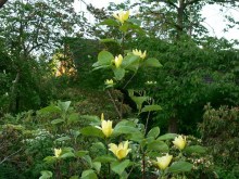 Magnolia Daphne rewelacyjna c5 zdjęcie 3