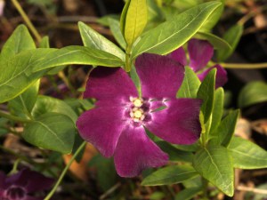 Barwinek mniejszy (Vinca minor) Verino zdjęcie 1