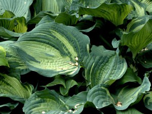 Funkia (Hosta) Guardian Angel zdjęcie 2