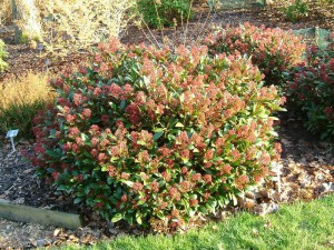 Skimia japońska (Skimmia japonica) Rubella zdjęcie 7