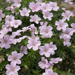 Bodziszek - Geranium Pink Pouffe 3