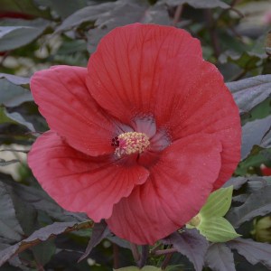 Hibiskus bylinowy (Hibiscus moscheutos) Midnight Marvel zdjęcie 2