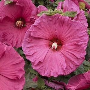 Hibiskus bylinowy (Hibiscus moscheutos) Jazzberry Jam zdjęcie 1