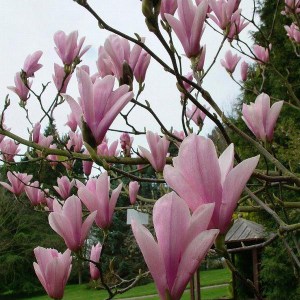 Magnolia George Henry Kern c4 zdjęcie 1
