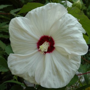 Hibiskus bylinowy (Hibiscus moscheutos) Old Yella zdjęcie