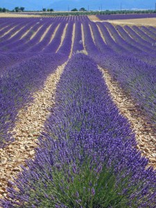 Lawenda sadzonka | odmiana Dark Hidcote Blue zdjęcie 4