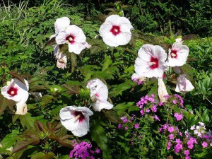 Hibiskus bylinowy (Hibiscus moscheutos) Kopper King zdjęcie 6