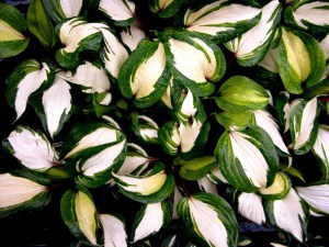 Funkia (Hosta) Raspberry Sundae zdjęcie 3