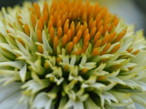 Jeżówka purpurowa (Echinacea) Milkshake zdjęcie 3