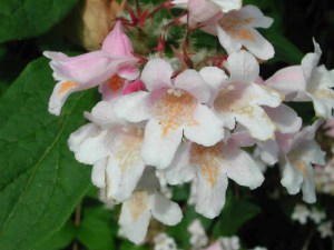 Kolkwicja chińska (Kolkwitzia amabilis) Pink Cloud c2 zdjęcie 5