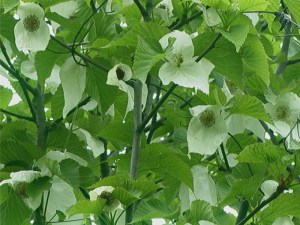 Dawidia chińska (Davidia involucrata) c3 zdjęcie 4