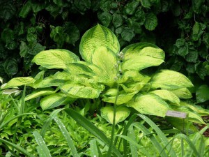 Funkia (Hosta) Dick Ward zdjęcie 3