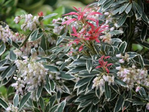 Pieris japoński (Pieris japonica) Flaming Silver zdjęcie 2