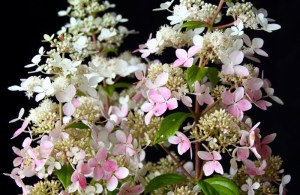 Hortensja bukietowa (Hydrangea) Confetti c3 zdjęcie 4