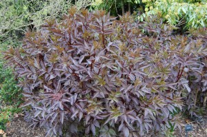 Bez czarny (Sambucus nigra) Black Beauty syn. Gerda c3 zdjęcie 3