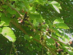 Morwa czarna (Morus nigra) jadalne owoce zdjęcie 6