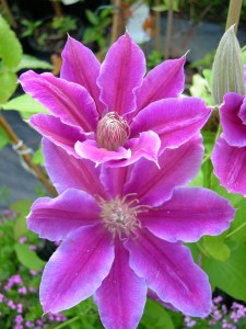 Powojnik (Clematis) Dr Ruppel c2 zdjęcie 6