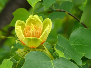 Tulipanowiec amerykański (Liriodendron)  rozwinięte kwiaty pośród liści