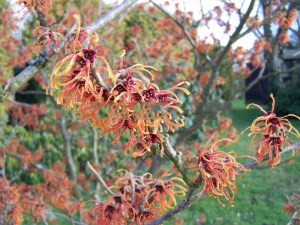 Oczar pomarańczowy (Hamamelis) Jelena c4 zdjęcie 3