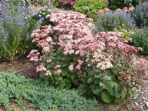 Rozchodnik ogrodowy (Sedum hybridum) Matrona zdjęcie 4