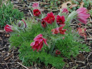 Sasanka (Pulsatilla) czerwona sadzonka zdjęcie 4