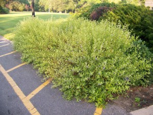 Barbula Caryopteris Hint of Gold 3