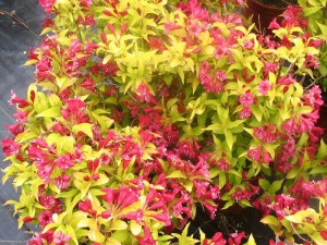 Krzewuszka (Weigela) Aurea sadzonka zdjęcie 4