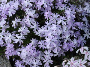 Floks szydlasty (Phlox subulata) Emerald Cushion Blue c1 zdjęcie 4