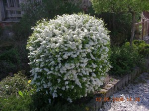 Tawuła szara (Spiraea cinera) Grefsheim c2 zdjęcie 4