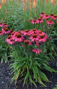 Jeżówka purpurowa (Echinacea) Glowing Dream zdjęcie 4