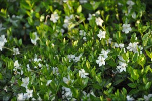 Barwinek (Vinca minor) Colada zdjęcie 3