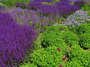 Szałwia omszona (Salvia) Merleau Blue zdjęcie 4