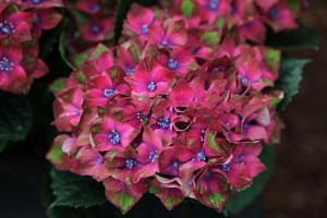 Hortensja ogrodowa (Hydrangea macrophylla) Schloss Wackerbarth SAXON c3 zdjęcie 3